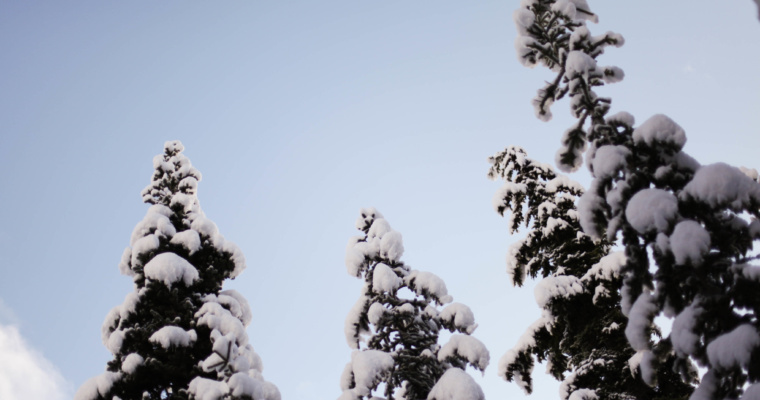 Pillows and trees at Cayoosh Hut – Pemberton BC